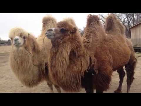 Bactrian camel