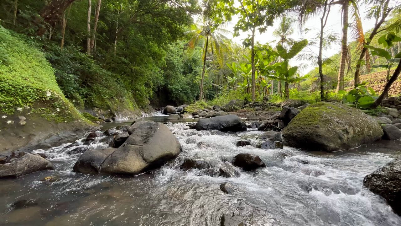 Calm River Sounds for Sleeping Fast 🌊 Gentle Forest Stream for Deep Sleep & Stress Relief