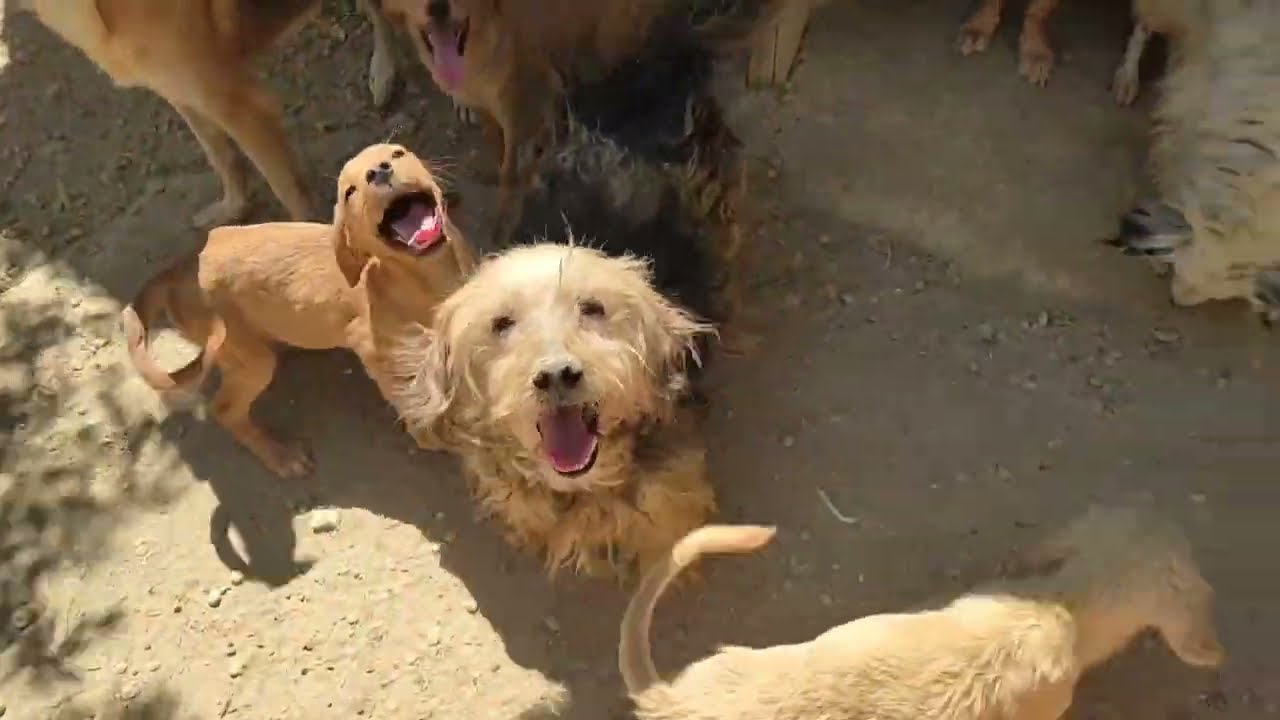 Rescued Puppies Discover Treats 28th July - YouTube
