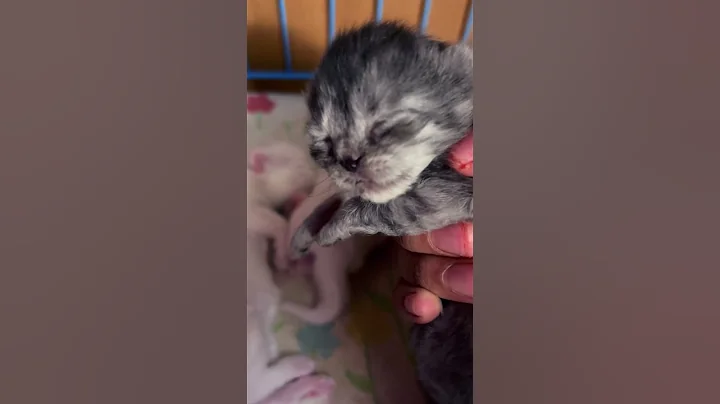 Watch the video about Cute New Born Persian Kitten sleeping video #song #love #cat #persiancatcorner #catlover #black