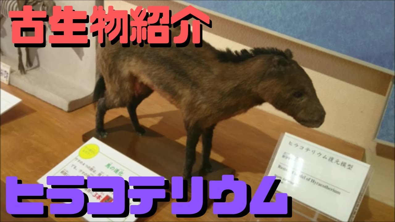 【古生物紹介】ヒラコテリウム YouTube
