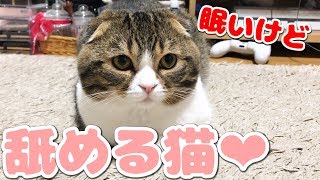 眠いけど舐める猫【スコティッシュフォールド】【Scottish Fold】