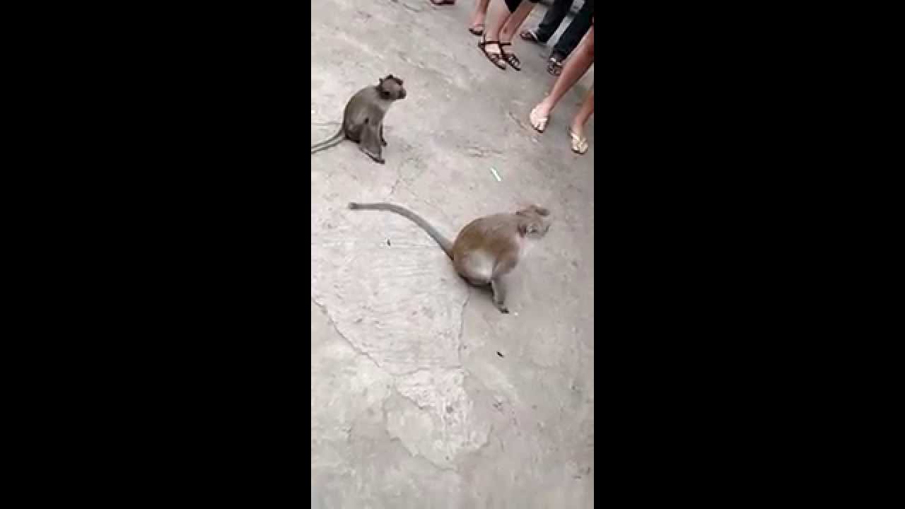 Cambodian monkeys at Phnom Sampeau, near Battambang, Cambodia - YouTube