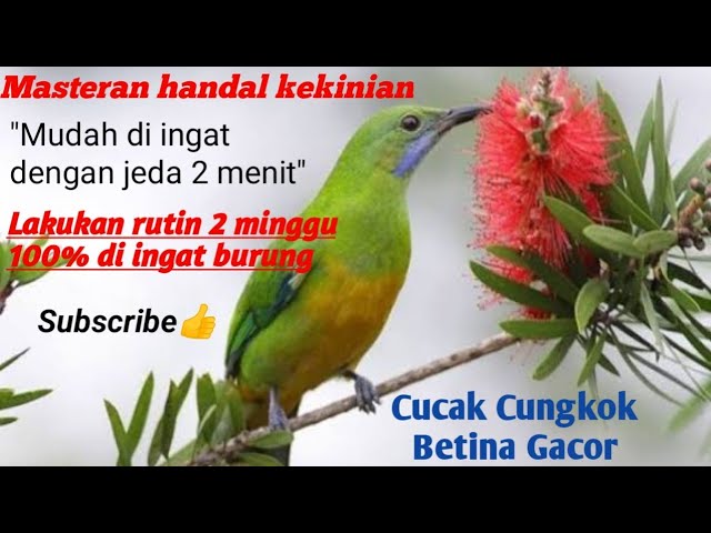 Masteran handal cucak cungkok betina dengan jeda 2 menit. cungkok betina tembakan rapet dan pedes!! class=