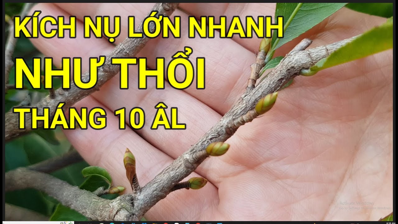 🔴 QBS22295 - CÁCH KÍCH NỤ MAI VÀNG NHANH LỚN | TƯỚI PHÂN GÌ ĐỂ NỤ MAI NHANH LỚN | CHĂM SÓC MAI VÀNG