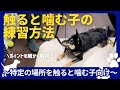 【噛み】触ると噛んでしまう子の練習方法!