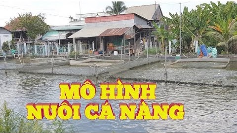 Mô Hình Và Cách Nuôi Cá Nàng Hai, Thác Lác Cườm Hiệu Quả Của Nông Dân An Giang I Mô Hình Chăn Nuôi