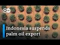 Oil crunch indonesia introduces palm oil export ban  dw news