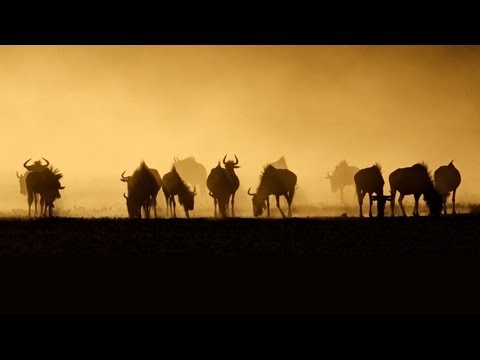 Video: Akut Alvorlig Pædiatrisk Astma: Undersøgelsesprotokol Til Udvikling Af Et Grundlæggende Resultatsæt, En PERN-undersøgelse (PERN)