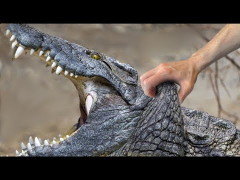 ნიანგების სუსტი ადგილი რომელიც საშუალებას აძლევს ყველას მოკლან ისინი