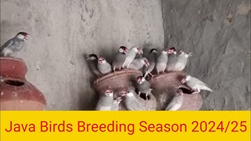 Java Bird breeding Season 2025 l Silver Java l White Java l Fawn Java l Gray Java l Java Baby