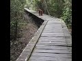 Orangutan walking on bridge