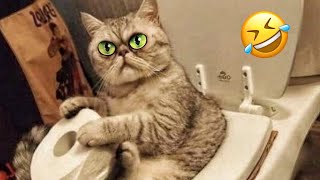 Dog and Cat Funny Videos 2024 | New Funny Animals | Best Fails | Best Funniest Animal Videos