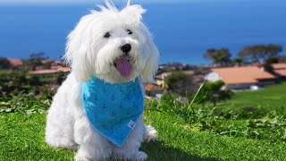 White Noise To Stop Barking Dog Sound Machine For Dog Anxiety 10 Hours