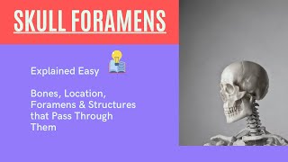 Skull Foramen Anatomy (Canals, Fissures, Foramens/Holes, and Structures that Exit them) #skull #bone