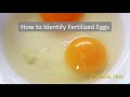 How to Identify Fertilized Eggs