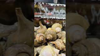 Beautiful Fresh Conch’s Asian Grocery Seafood Shop ..