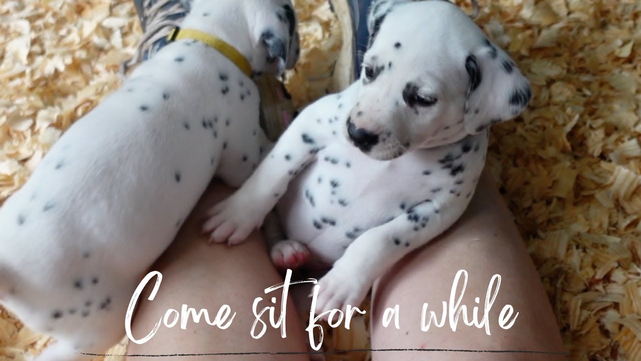 Gathering pinecones // Spreading grass seed // Playing with puppies