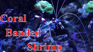 Coral Banded Shrimp Care Guide