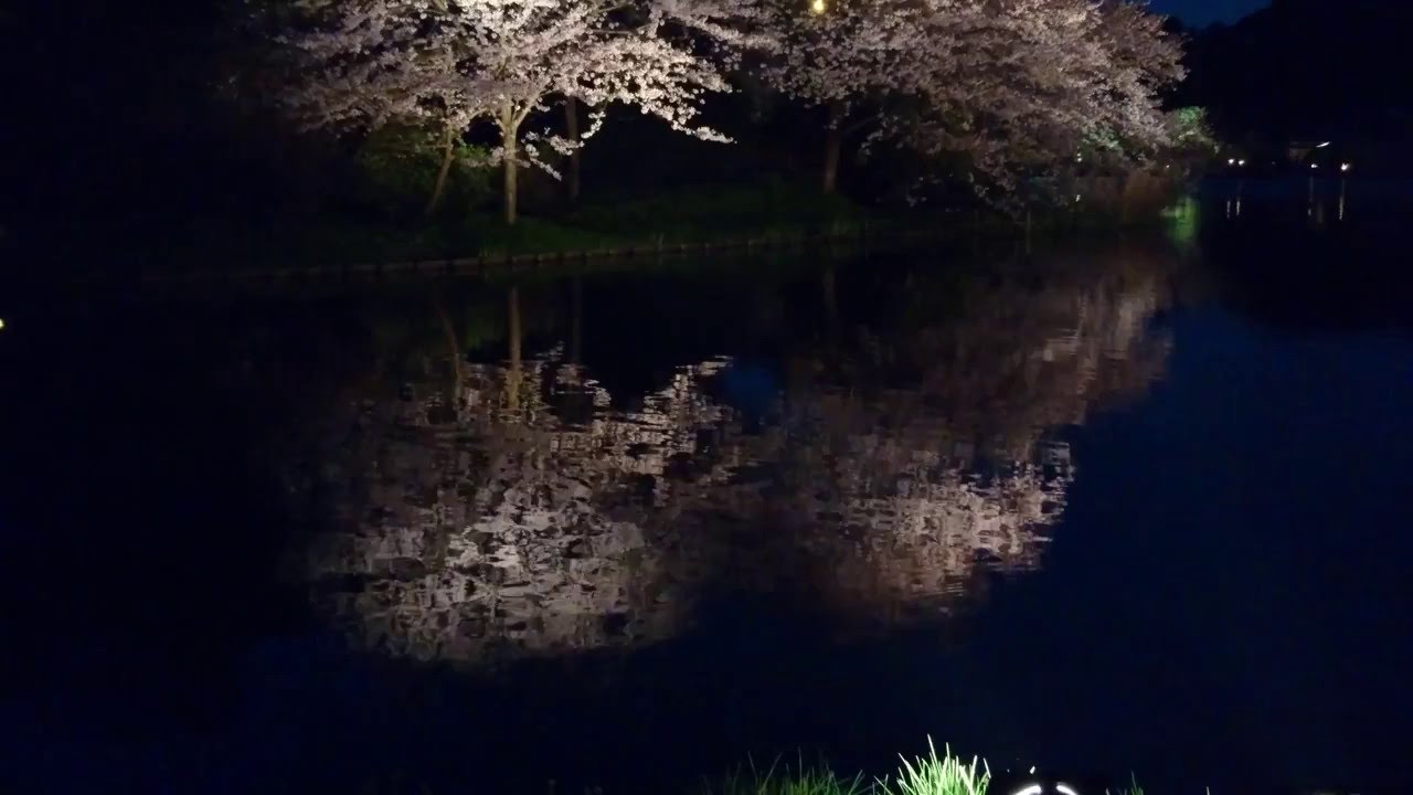 変更 中止 三渓園 神奈川 21年桜祭り 夜桜ライトアップ 見頃情報 Amatavi