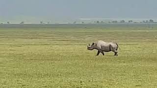 Mnyama wa kiafrica. Kifaru