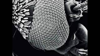 zooming in on a mosquito eye