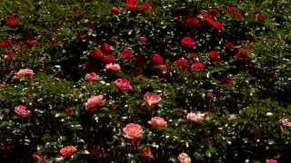 Fall is a great time to plant hardy trees and shrubs. the low
maintenance, yet beautiful drift rose an excellent choice. it's
louisiana super sel...