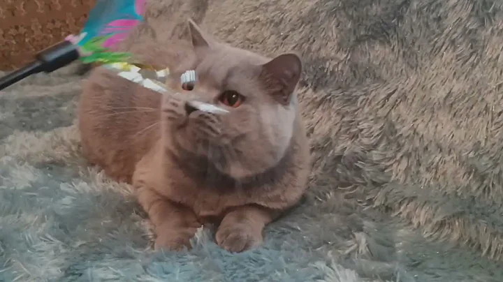 Watch the video about British Blue shorthair male