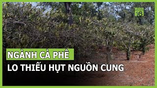 Nắng hạn, lo thiếu nguồn cung: Giá cà phê tăng cao kỷ lục? | VTC16