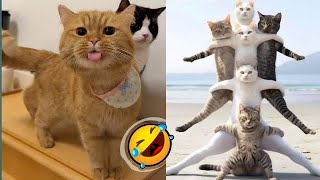 Funniest cat and dog video 🐕🐶😂 || full entertainment 🐶😂 Happiness || trynottolaugh challenge 😂