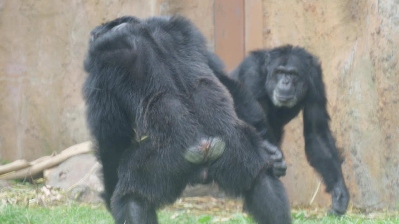 Daiya, the only chimpanzee in Japan who greets me with buttocks