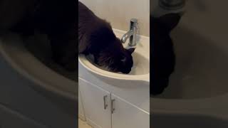 Maine Coon Mania Marley’s morning water ritual