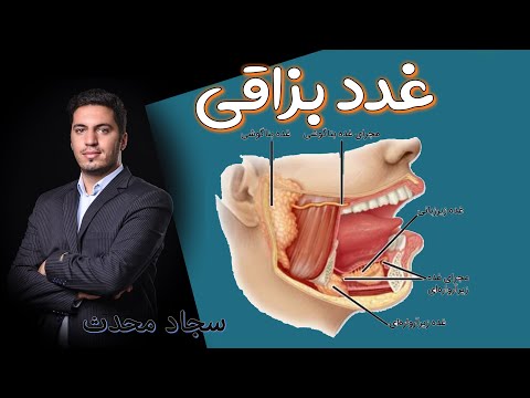 غدد بزاقی در دهان عملکرد بزاق نکته و تست کنکور1401 اینبار بزرگ ترین غده بزاقی 