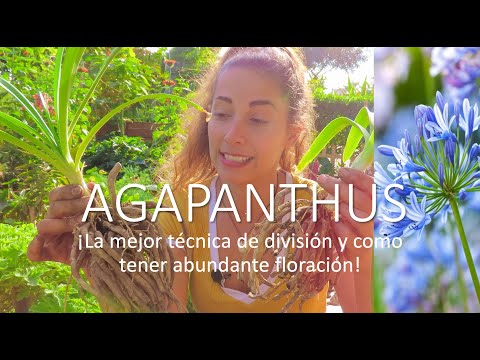 Vídeo: Puc dividir agapanthus: consells per dividir i trasplantar agapanthus