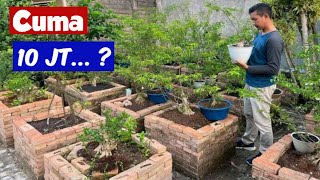 Inspirasi, Bonsai Harga 10 Juta Berasal Dari Biji Hasil Budidaya Sendiri Milik Pak Kuncoro