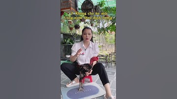 3 điều cần lưu ý khi nuôi gà trước đá nhé ae