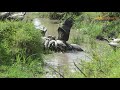 Battle of Scavengers Hyenas vs Vultures // Wild Extracts