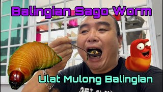 Sago worm from Balingian Sarawak. Our Special Menu, Ulat Mulong and Chives