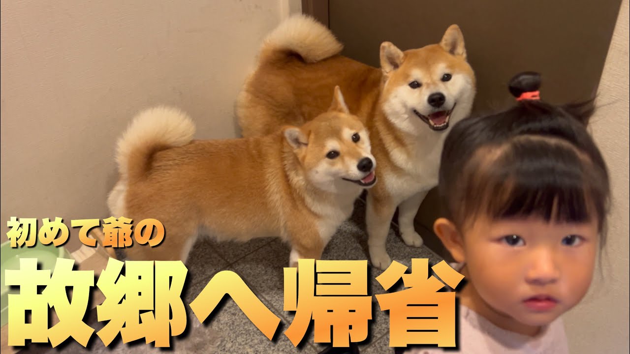 The Shiba Inu's beloved 