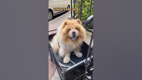 40 Days to One Year Chow chow transformation #feed #transformation #dogbreed #chowchow #lover #cute