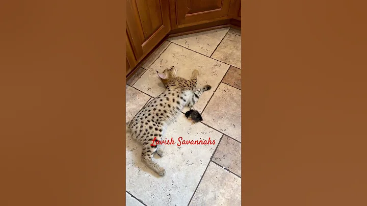 Watch the video about F1 Savannah kitten eating chick🐆 #kitten #kittens