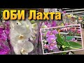 Аллилуйя! Прилив ОРХИДЕЙ в ОБИ-Лахта. Окунулась в море красоты! Чуть в магазине не заночевала.☺️