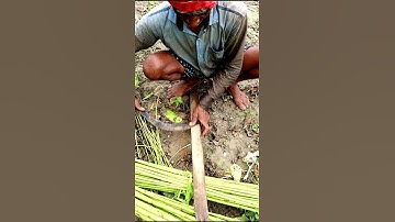 Traditional Way of Sharpening Sickle #shorts