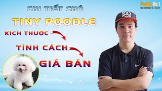 Kích thước Tiny poodle, tính cách chó Tiny Poodle, chó Poodle tiny giá bao nhiêu