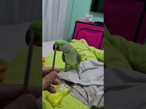 Vídeo: Alexandrino papagaio fala?
