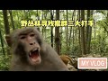 野丛林寻找猴群三大打手，哪个更深得你心？｜Of the three warriors in the monkey group, which one makes your heart beat?