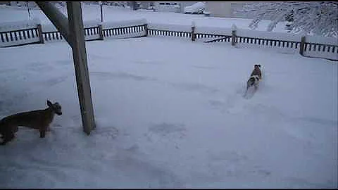 Whippets and big snow DO mix!
