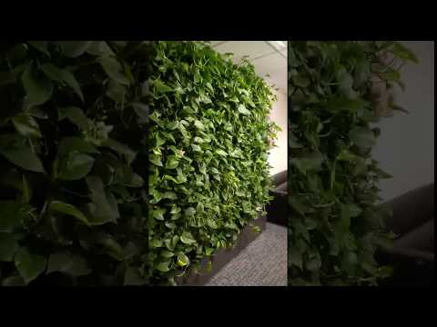 Вертикальное озеленение живыми растениями от GardenWall.ru