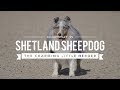 ALL ABOUT HERDING: SHETLAND SHEEPDOGS の動画、YouTube動画。