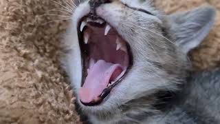 Watch my Cute adorable baby cats and kittens,watch and relax ,cat lover  show love  #viral #kitty